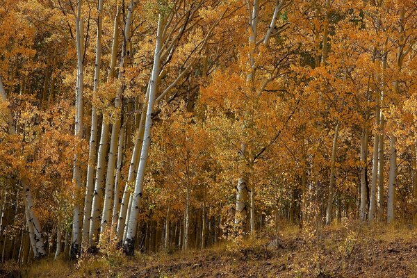 Foglie ingiallite sugli alberi nel boschetto autunnale