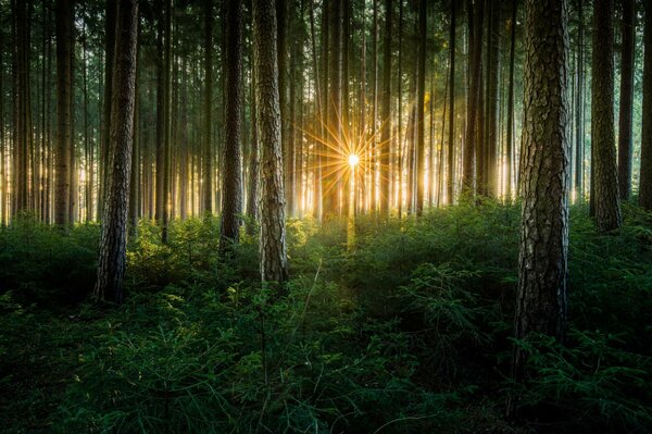 Trees in the rays of the bright sun