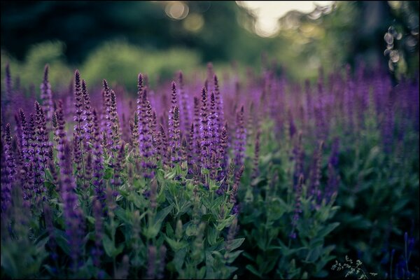 Fiori di lavanda su un gambo verde