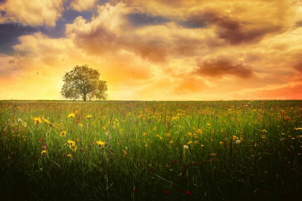 Eine einsame Eiche im Feld