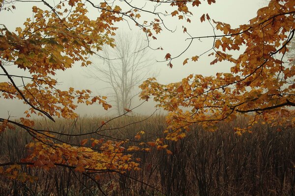 Arbres d automne dorés dans le brouillard