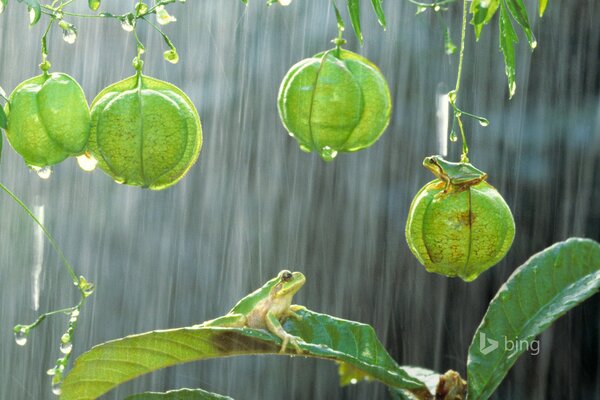 Laubfrosch auf grünem Blatt im Regen