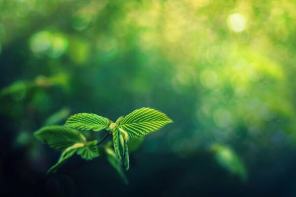 The leaf of the plant is green on a blurry background