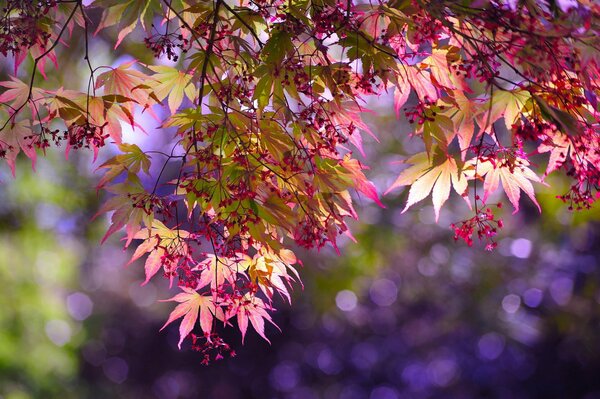 Carved leaves with delicate flowers