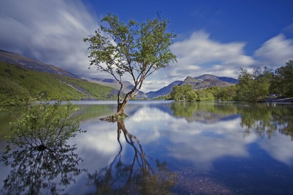 A lonely tree in the center of a lake located among the mountains