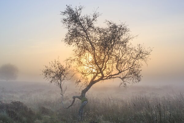 Lever du soleil dans un champ brumeux