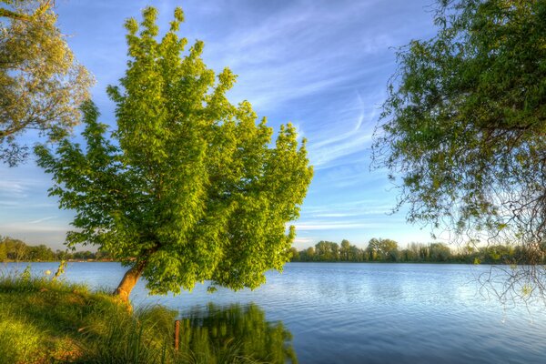 Albero vicino al fiume blu con cielo blu