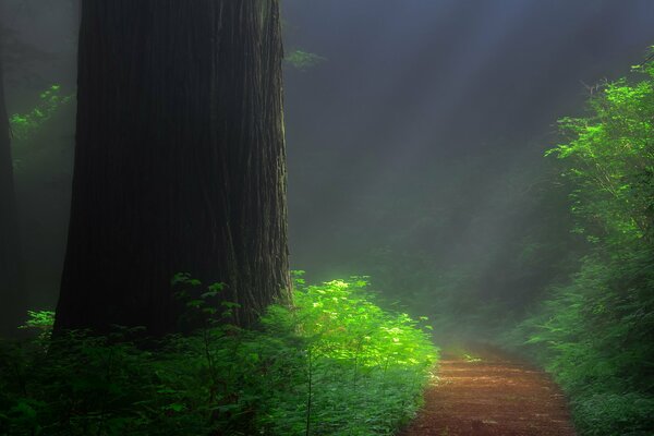 Foresta tropicale nella foresta. Foto di Sequoia