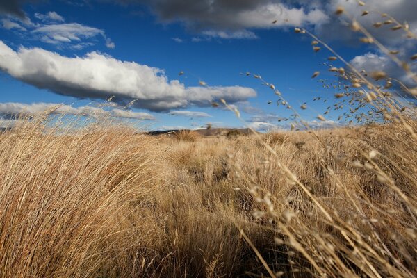 Golden grass in a field with a blue sky