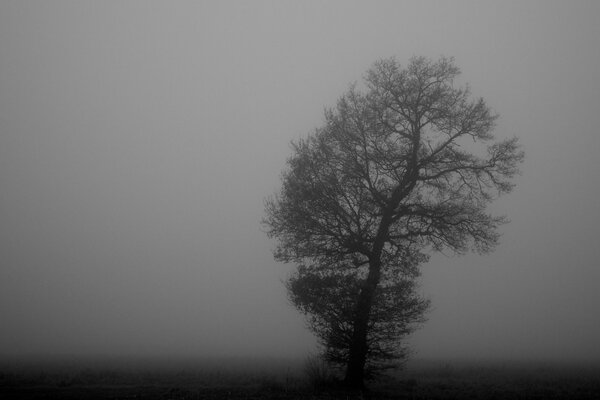 Monochrome neblige Landschaft mit Baum