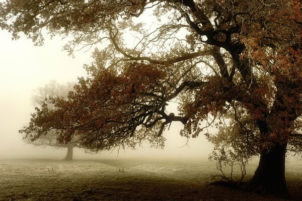 Imagen de un árbol en un clima brumoso