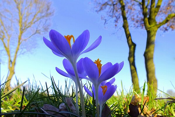 Blaue Krokusse. frühlingsblumen