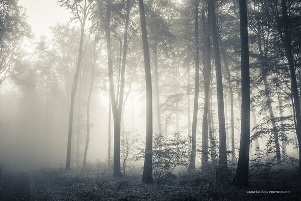 Nebbia dei bordi degli alberi