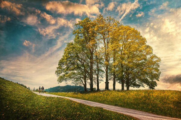 Two people are walking along the road next to tall trees