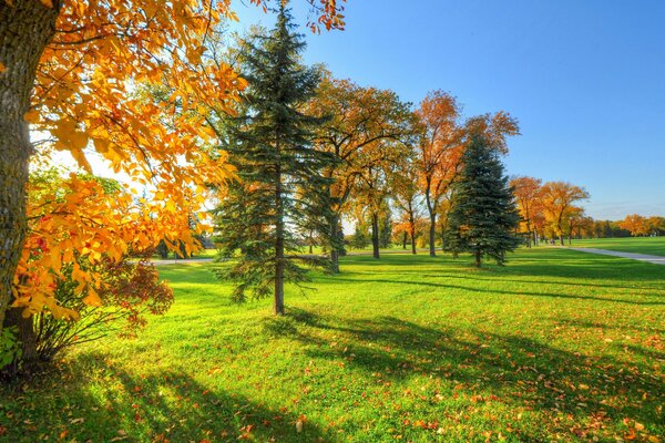 Césped verde en el parque de otoño