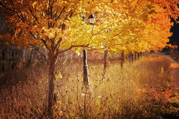 Yellow maple trees in the park