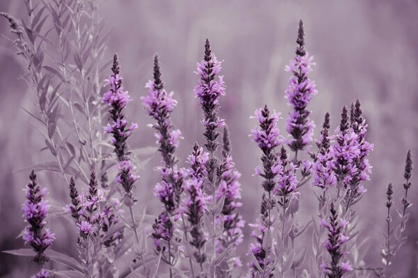 Meadow of flowers with lavender fields 