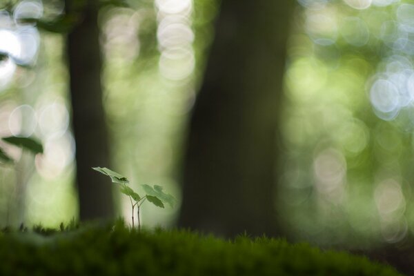 Grüner Spross im Wald-Hintergrund