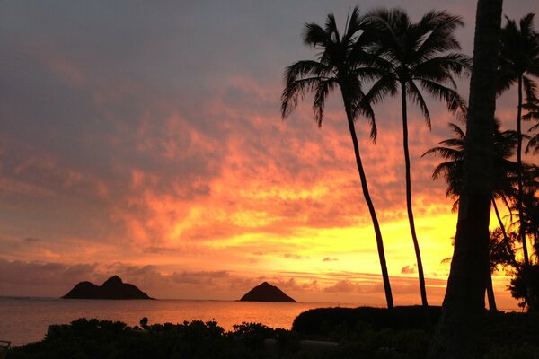 Palm trees on the seashore at sunset