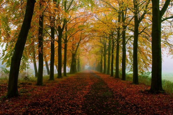 Vicolo autunnale con foglie cadute