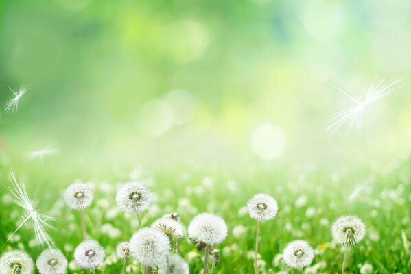 Dandelion field with flying seeds