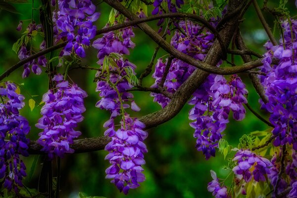 Branches with lilac inflorescences