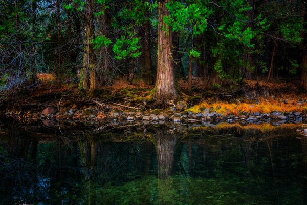 Photo de l arbre et ses reflets dans l eau