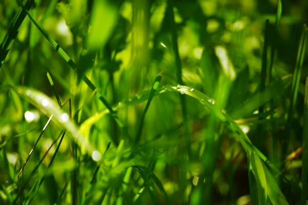 Dew drops on the green grass