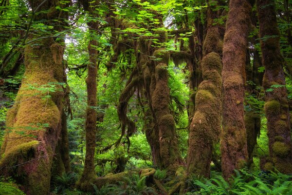 Forêt avec des arbres envahis par la mousse