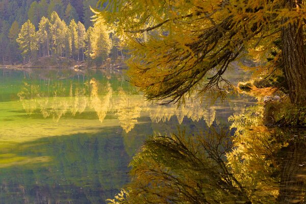 Autumn trees by the lake in the forest