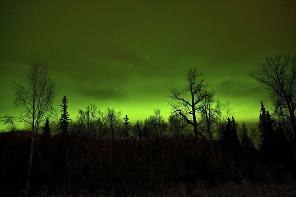 Cielo verde y árboles por la noche