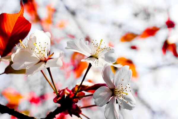 Flores japonesas en el fondo de pantalla