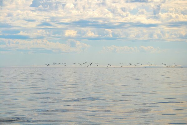 Les oiseaux volent à l horizon