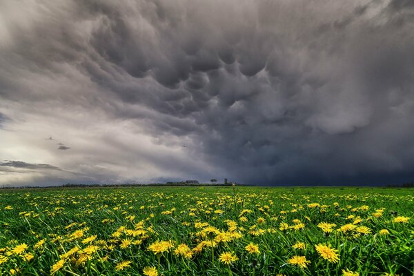 Campo infinito con fiori gialli sotto le nuvole grigie