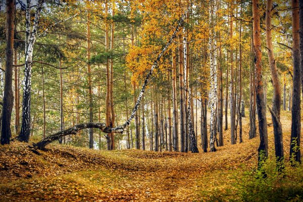 Прекрасный, красочный, осенний лес