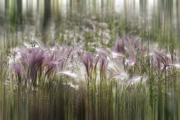 Blumen in der Sommersonne