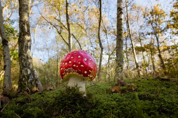 Une fois le champignon, deux champignons