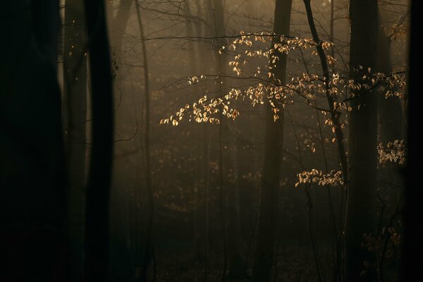 Herbstwald. Ein Ast im Sonnenlicht