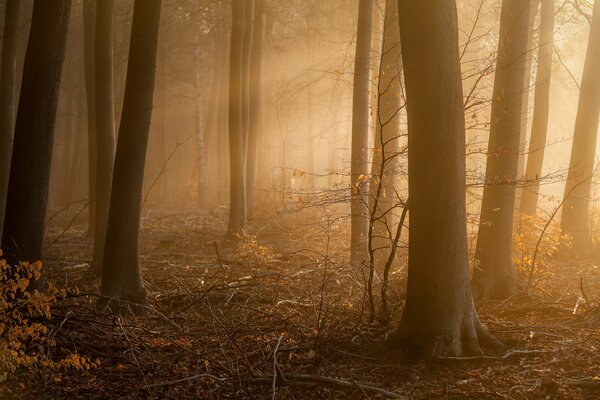 Morning fog enveloped the dense forest