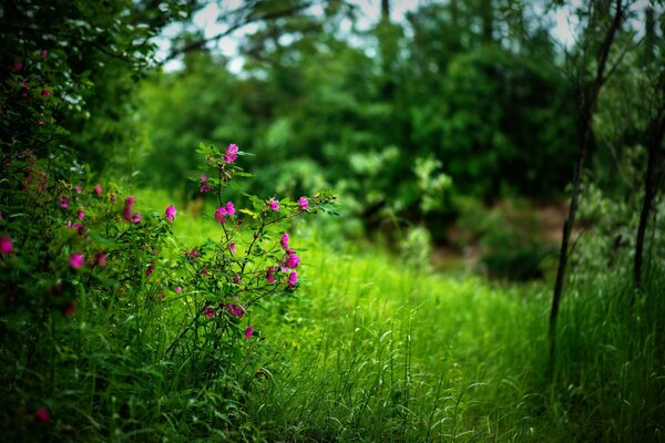 Die Blume im Wald ist einsam