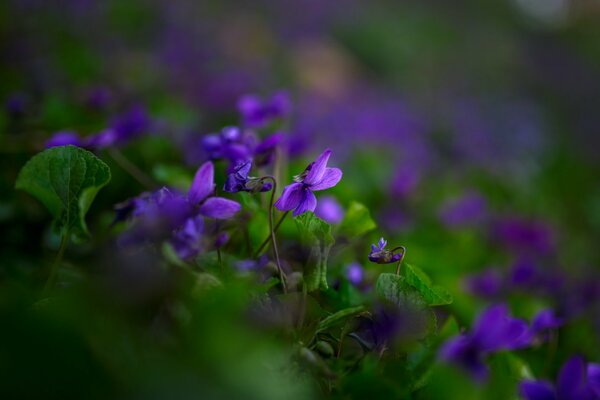 Fleurs violettes dans le feuillage vert