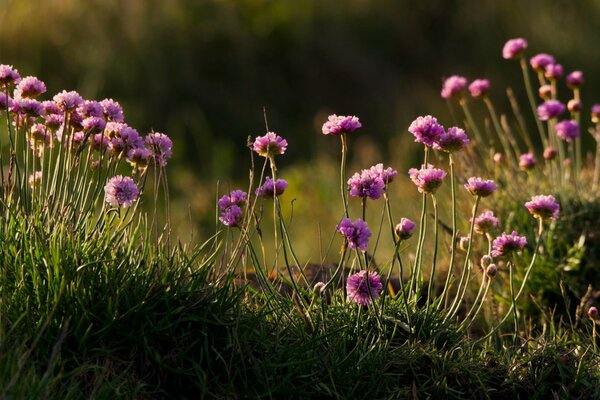 Summer purple wildflowers