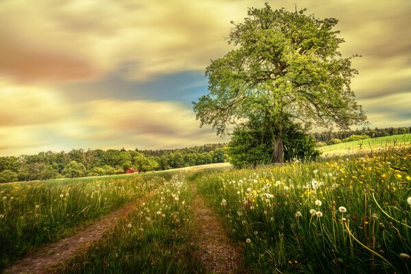 Sentier dans le champ de pissenlit en été