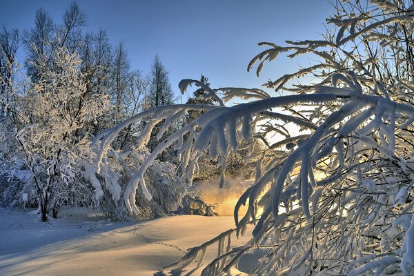 Verschneite Äste eines Baumes im Winterwald