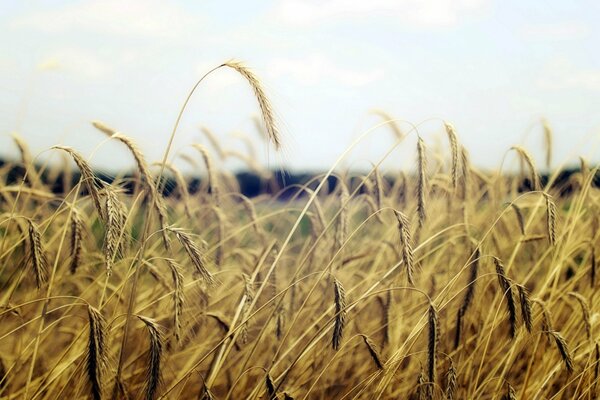 Golden ears in a spacious field