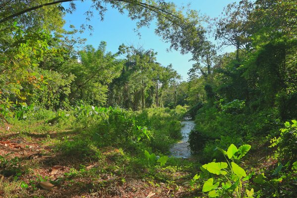 A small streamlet among the green foliage