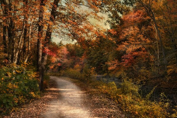 Camino en el bosque de otoño con cielos brillantes