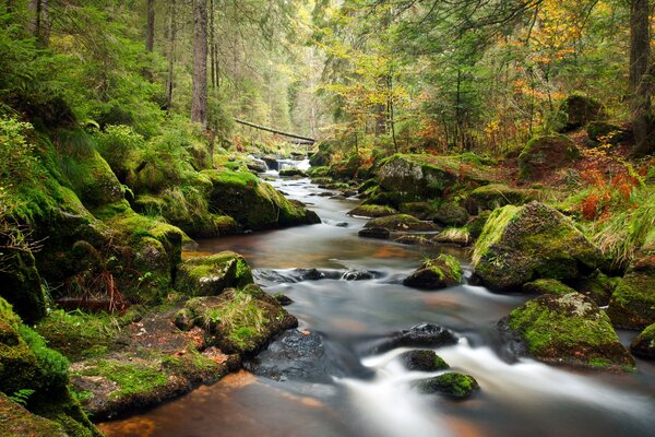 Waldlandschaft am Fluss mit Steinen