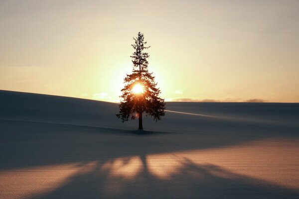 Lonely winter spruce at dawn