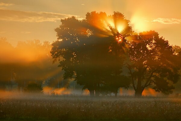 Sunrise through the branches of trees on a foggy morning